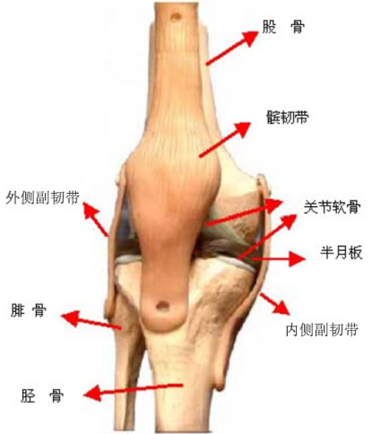 其中股骨和胫骨组成的关节叫胫股关节;髌骨与股骨滑车组成的关节叫髌