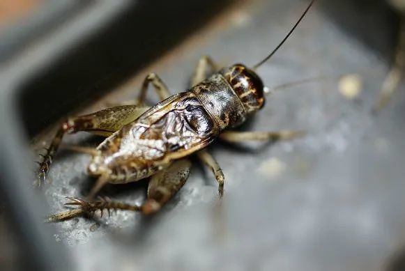 蟋蟀鉴赏:红牙青烂衣6上风