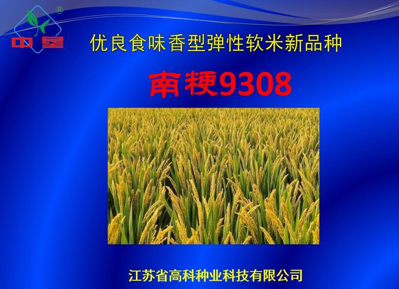 优质食味粳稻新品种"南粳9308"接受江苏广电农业节目《江苏好品种