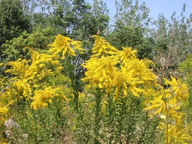 湖北发现"生态杀手",加拿大一枝黄花耐旱,为何不在沙漠种植?