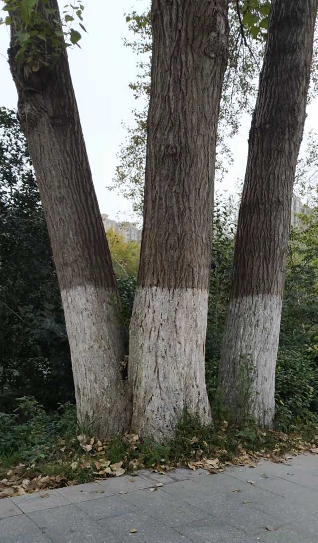 三棵大杨树