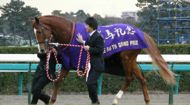 ▼黄金巨匠(orfevre)栗毛中有名的赛马:第二多的是栗毛,大概在25%左右