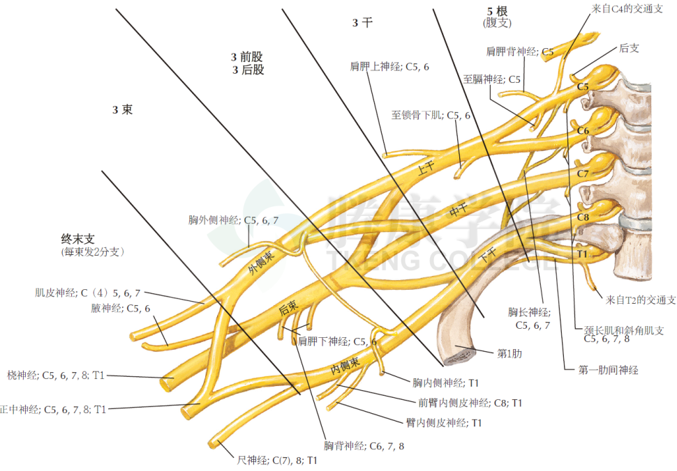 神经解剖学上肢的皮神经分布