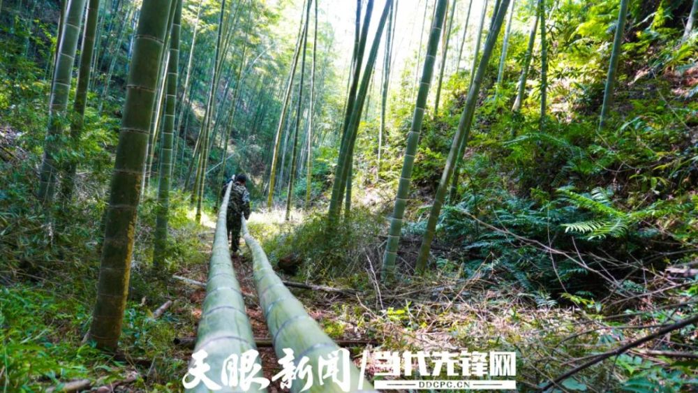 赤水大山的竹林里,村民在砍伐竹子 杨柳 摄