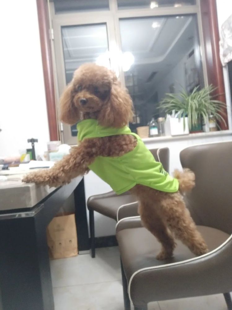 双手合十的毛球妈快点给我买吃的