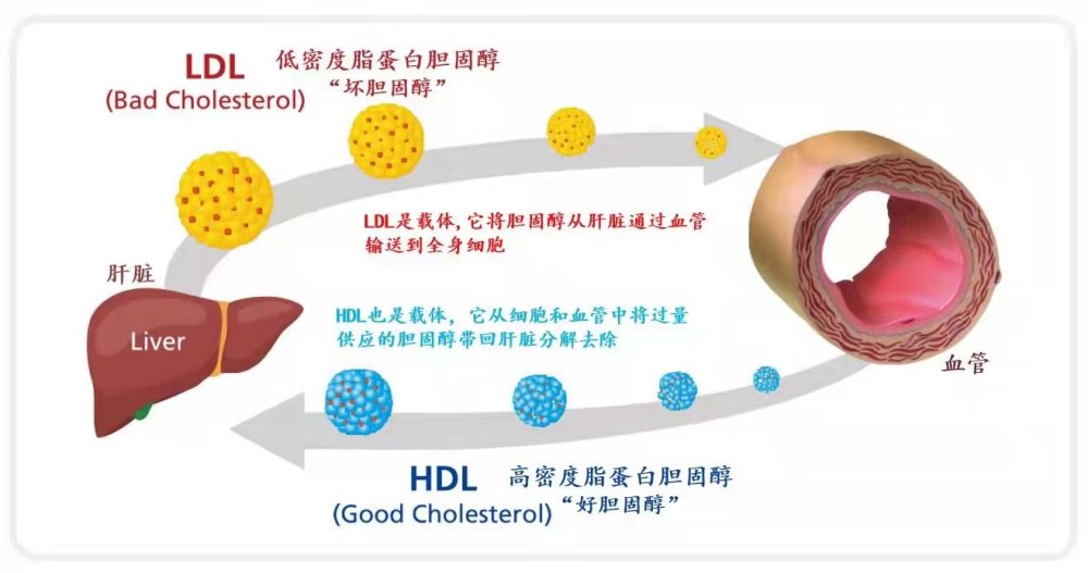 低密度脂蛋白升高吃什么东西比较好哈佛大学推荐吃5种食物