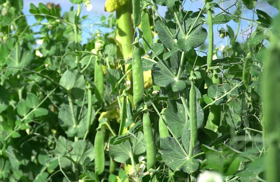 小小秋豌豆,成为祥云增收致富的"金豆豆"