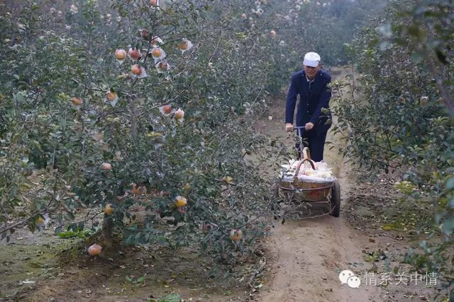 实拍兴平下苹果的劳动场面高清