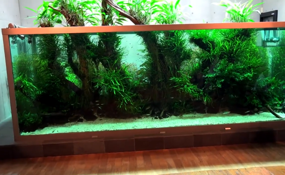 经典回顾曾经最成功的超大型沉木造景
