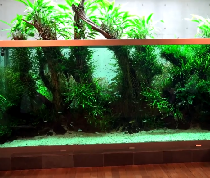经典回顾曾经最成功的超大型沉木造景