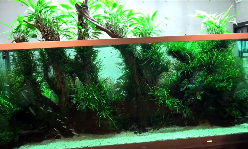 经典回顾曾经最成功的超大型沉木造景