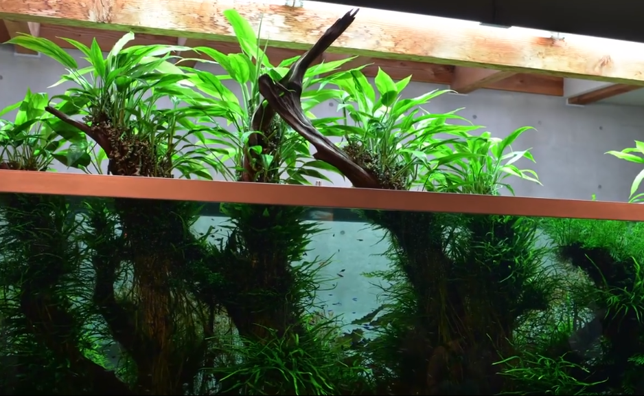 经典回顾曾经最成功的超大型沉木造景