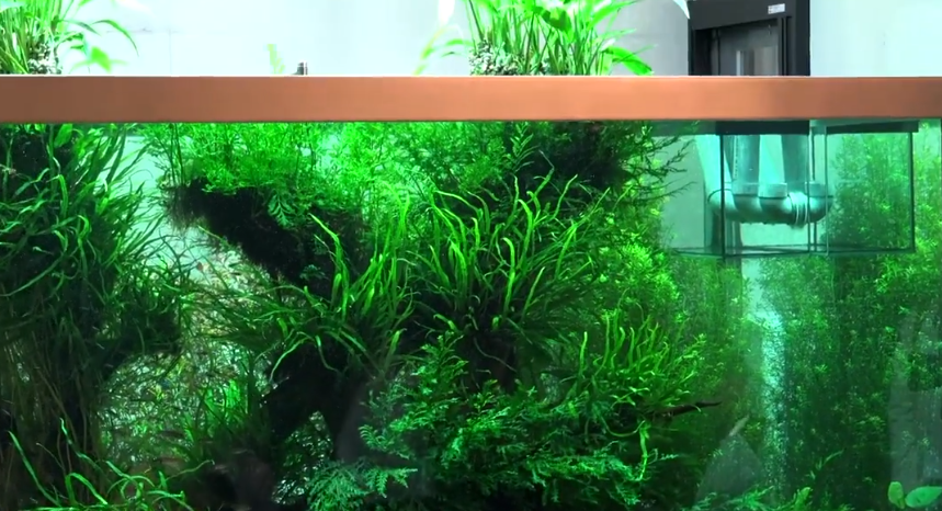 经典回顾曾经最成功的超大型沉木造景