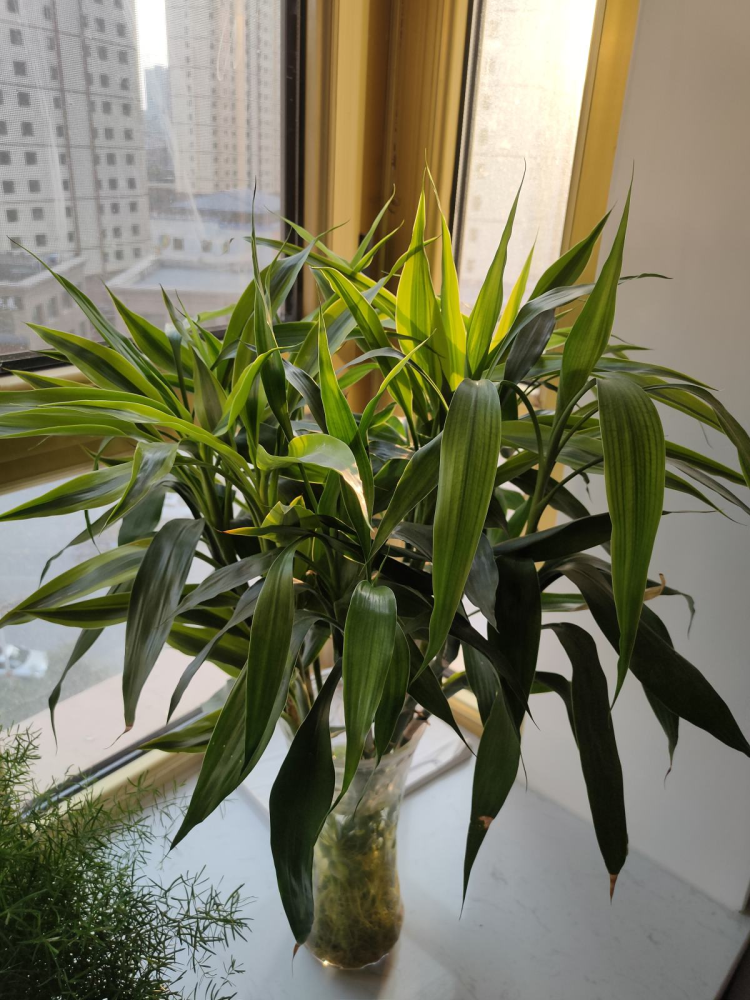 5种适合水培的植物,只需一盆水就能养,省心开花多