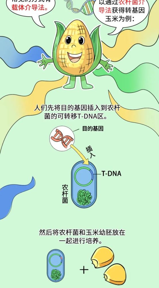 科有趣|吃了转基因食品,人的基因会不会多出一段?