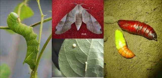 大麻丹,大青虫,东北叫"小老虎",四川叫"猪儿虫",它是豆天蛾的幼虫