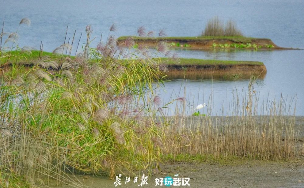 府河湿地公园.长江日报城市摄影队 海月光 摄