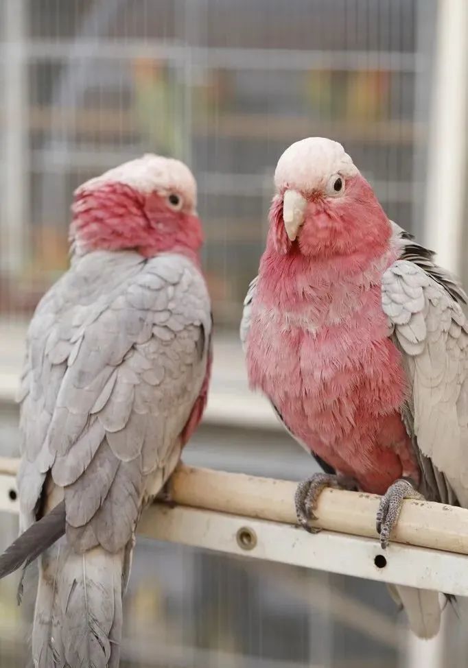 三种上万的粉红色凤头鹦鹉,你认识其中几种?认识两种的是老司机