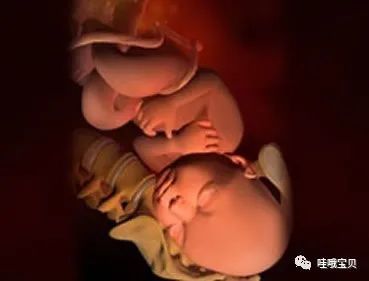 出生前30分钟胎儿在肚里在做些什么宝宝收拾行李退房