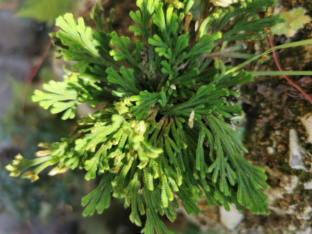 1种花名叫九死还魂草干成枯草后浇点水照样恢复生机