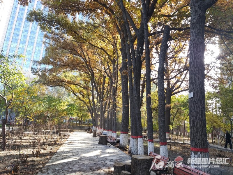 乌鲁木齐15棵夏橡树83岁了最大一棵要两个人展开双臂才能抱住