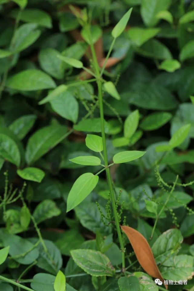 茜草叶形奇特,即使不在花期,也具有相当高的辨识度.