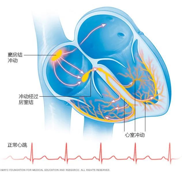 熬夜时心脏为什么会咯噔一下