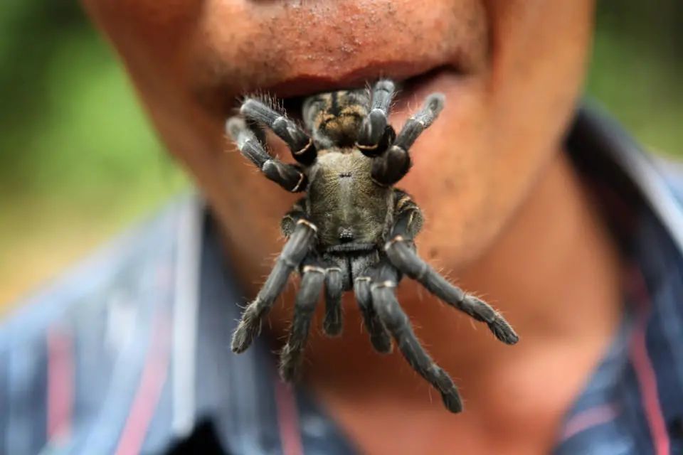 在柬埔寨吃了三天油炸毒蜘蛛连蜘蛛侠都不是我的对手
