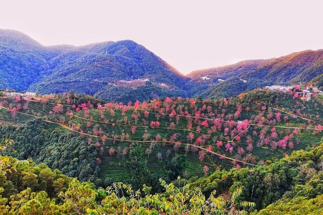 无量山樱花谷世外桃源人间仙境