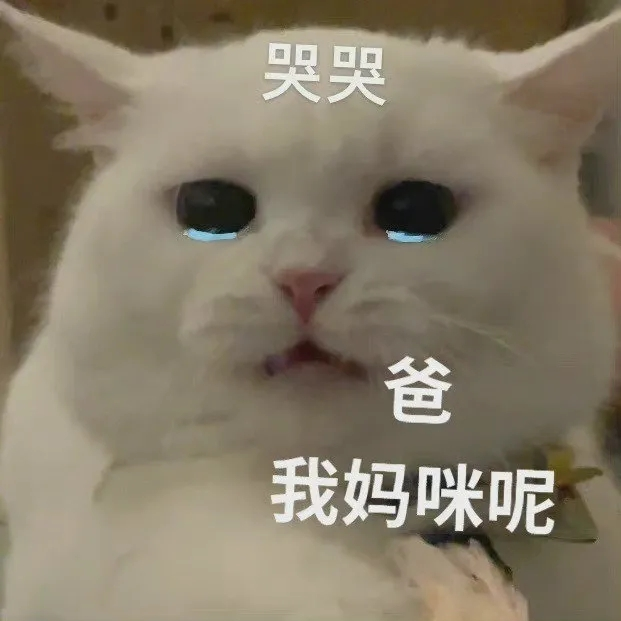 猫咪跟妈妈要生活费表情包丨最近超火的,谁还不是个宝宝了