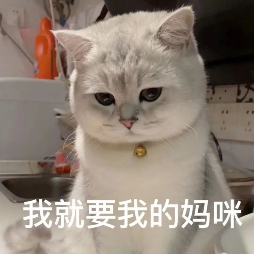 猫咪跟妈妈要生活费表情包丨最近超火的,谁还不是个宝宝了