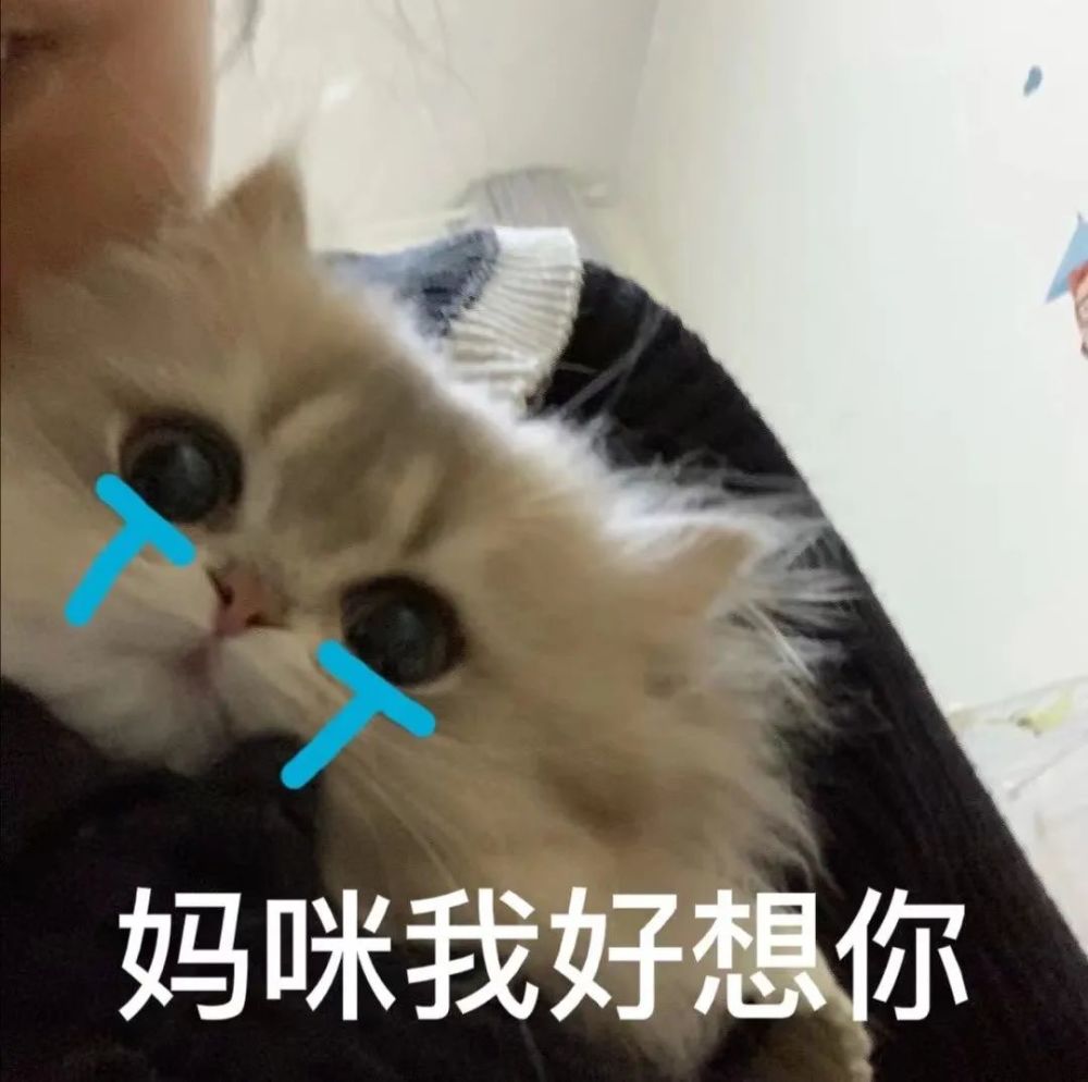 猫咪跟妈妈要生活费表情包丨最近超火的,谁还不是个宝宝了