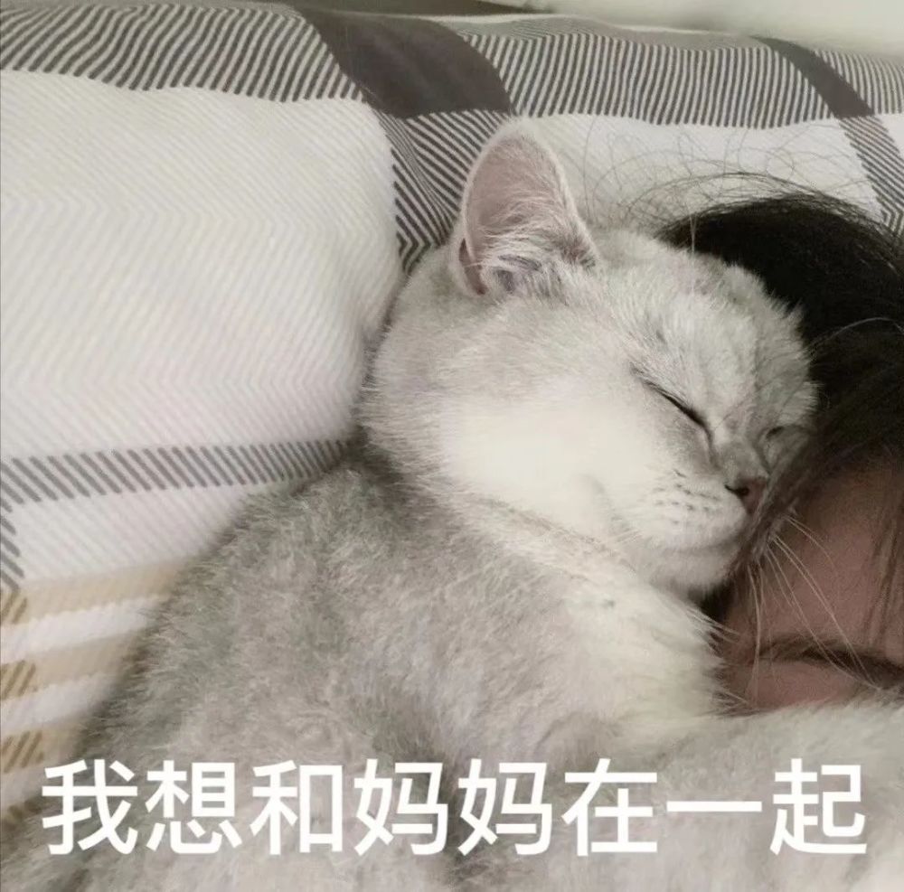 猫咪跟妈妈要生活费表情包丨最近超火的谁还不是个宝宝了