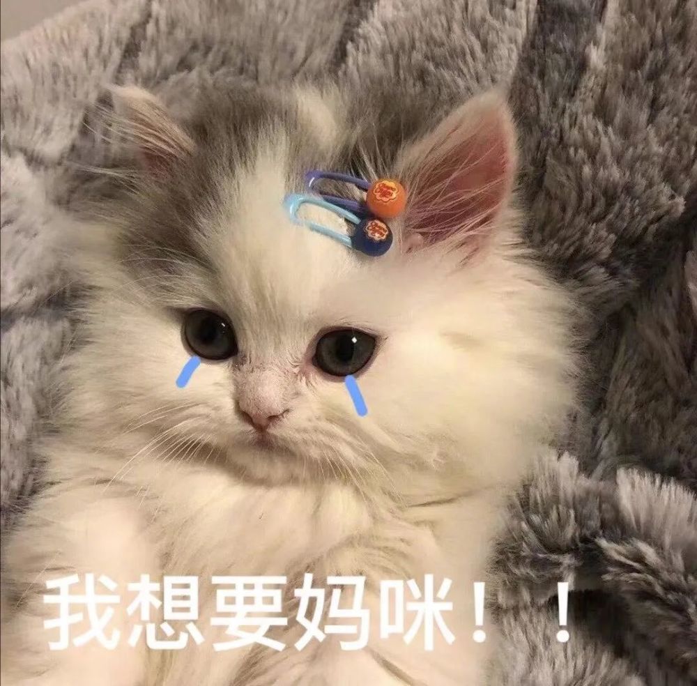 猫咪跟妈妈要生活费表情包丨最近超火的,谁还不是个宝宝了