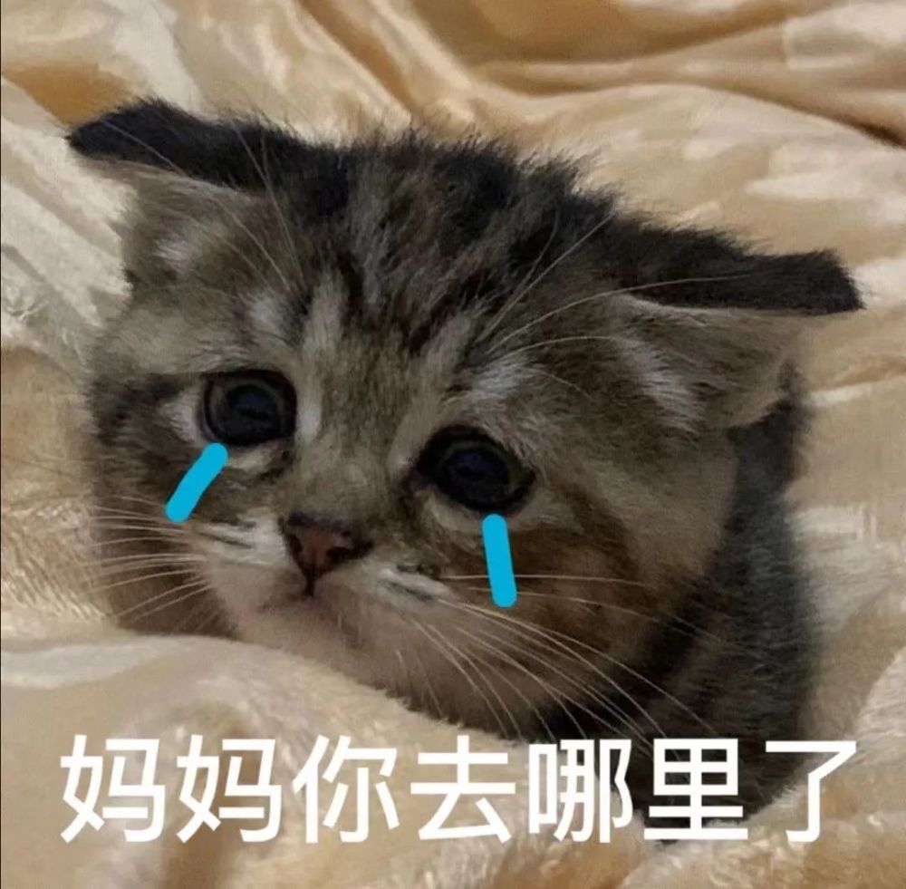 猫咪跟妈妈要生活费表情包丨最近超火的,谁还不是个宝宝了