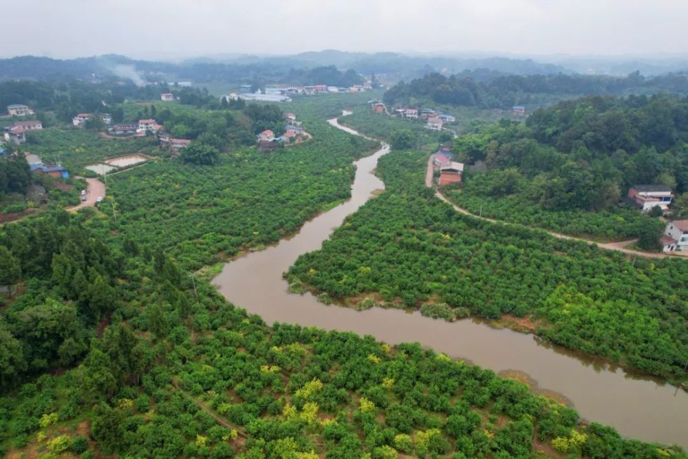 龙台花果村:小柠檬带来的大财富—记2021年全国乡村特色产业亿元村