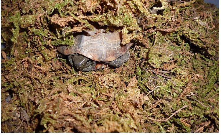 龟龟冬眠问题详解二龟龟该如何冬眠