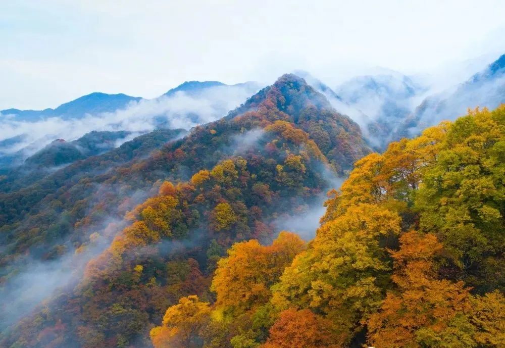 "据光雾山旅游景区工作人员介绍,今年的红叶观赏期较往年时间推迟了