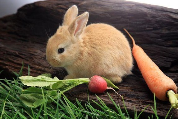 兔子吃什么水果兔子可以吃的水果有哪些