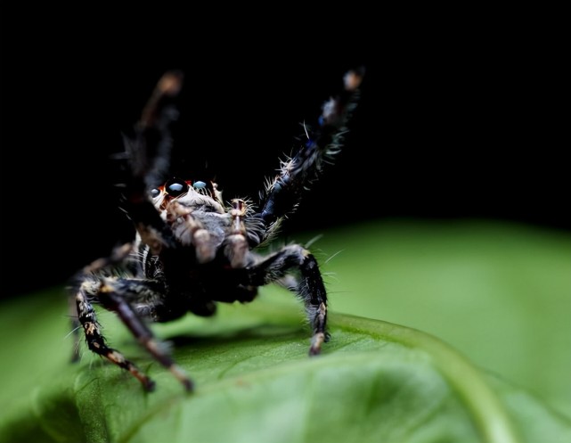生活在欧洲的最大最凶猛的西班牙漏斗蜘蛛有黑色的缎子色和一个长长的