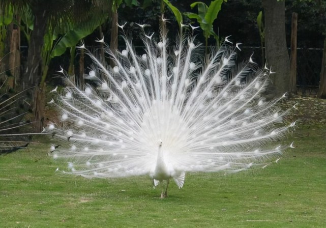 最常见的白化鸟是白孔雀.