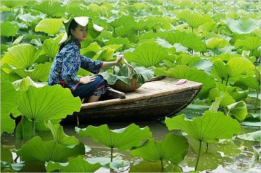 《江南》采莲曲,鱼戏莲叶图