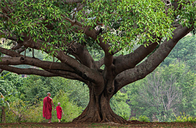 菩提树的寓意:是智慧与神灵的化身,也是夫妻之爱,象征