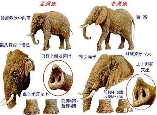 因为人类的贪念,越来越多的大象不长象牙了.