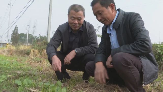 在油坝乡唐埠村,种粮大户汪祖平承包的田地里机器轰鸣,旋耕机正在平