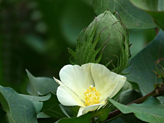 见过棉花的花吗?和想象中的不一样,不是白色的