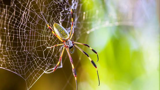人造蜘蛛丝:由细菌制造出比钢铁还坚固的"蜘蛛丝"