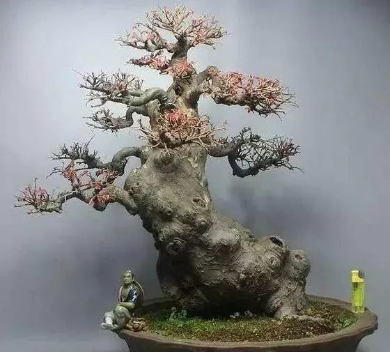 自然老桩形态各异,榆树盆景怎么制作,才能成为