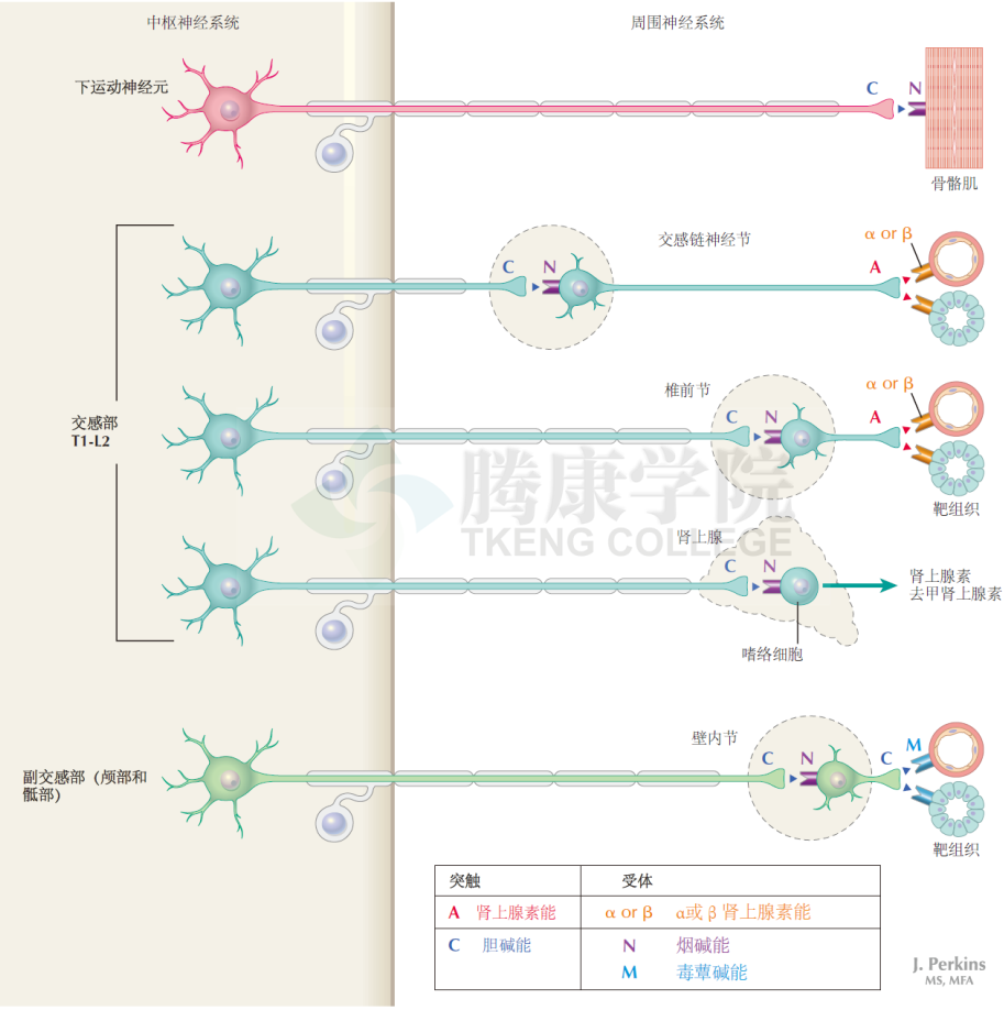 所有的神经节细胞主要通过烟碱受体对节前突触的胆碱能释放作出迅速