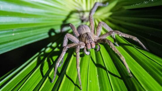 蜘蛛腿尖端的细毛结构可能有助于这种生物在任何表面上,蜘蛛如何移动